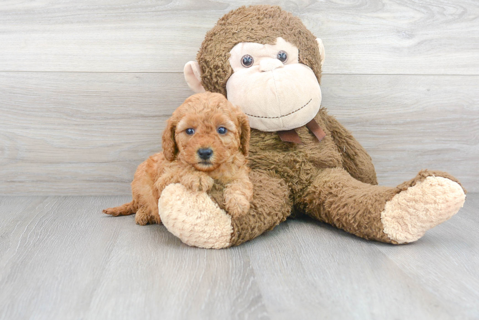 Friendly Mini Goldendoodle Baby