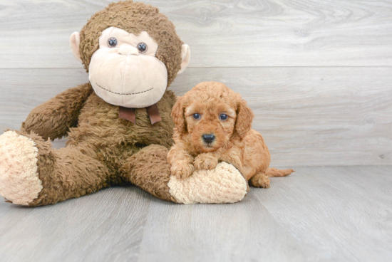 Mini Goldendoodle Pup Being Cute