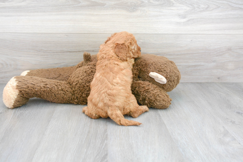 Mini Goldendoodle Pup Being Cute