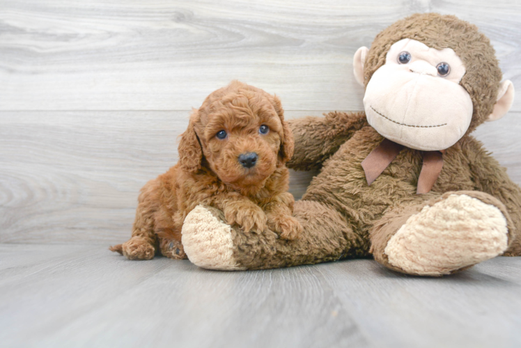 Hypoallergenic Golden Retriever Poodle Mix Puppy