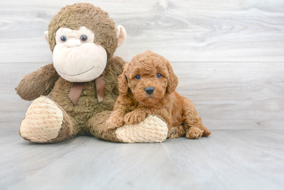 Friendly Mini Goldendoodle Baby