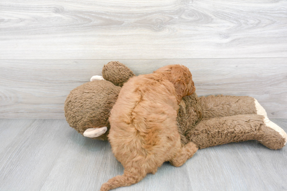 Mini Goldendoodle Pup Being Cute