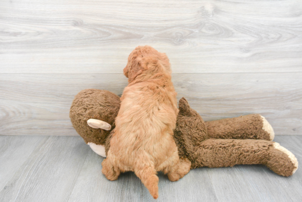 Mini Goldendoodle Pup Being Cute