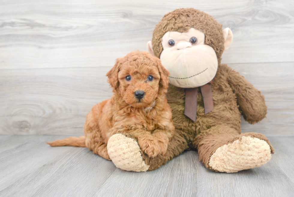 Mini Goldendoodle Puppy for Adoption