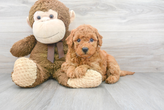 Mini Goldendoodle Puppy for Adoption