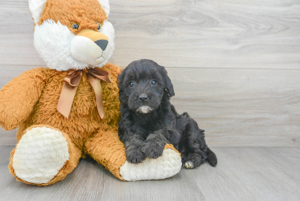 Playful Golden Retriever Poodle Mix Puppy