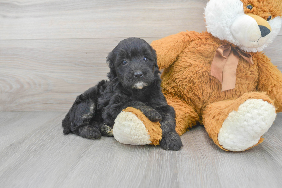 Happy Mini Goldendoodle Baby