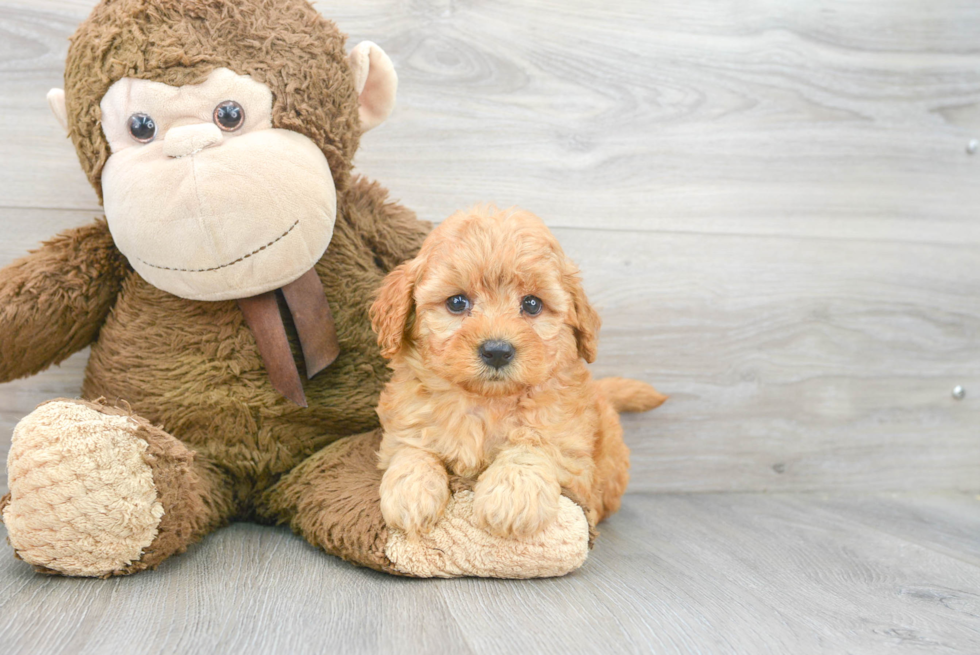 Happy Mini Goldendoodle Baby