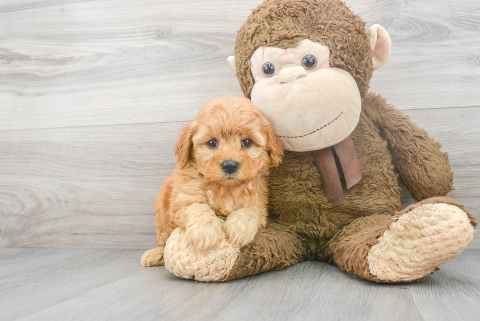 Best Mini Goldendoodle Baby