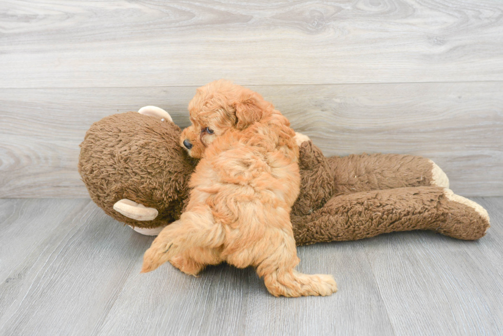 Mini Goldendoodle Pup Being Cute