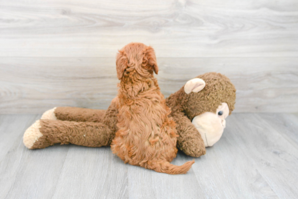 Mini Goldendoodle Puppy for Adoption