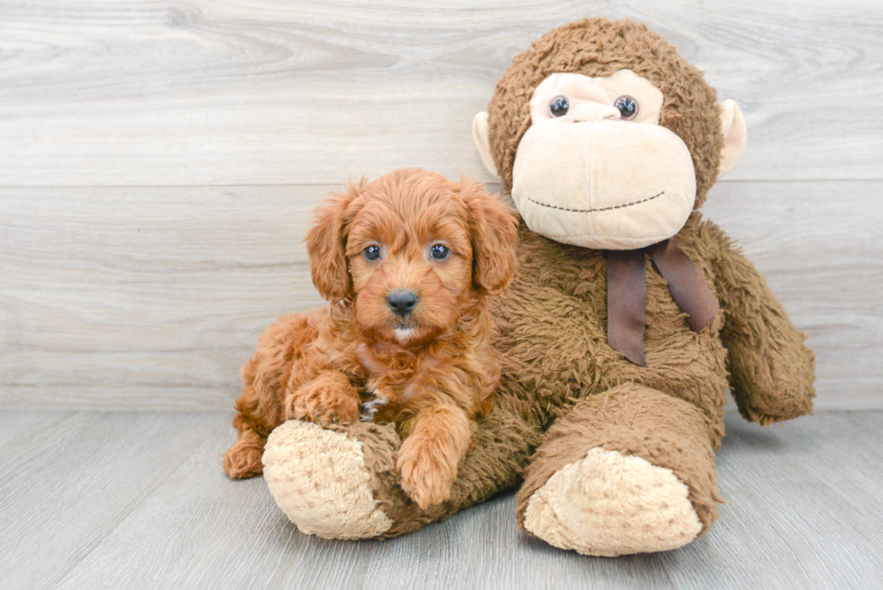 Mini Goldendoodle Puppy for Adoption