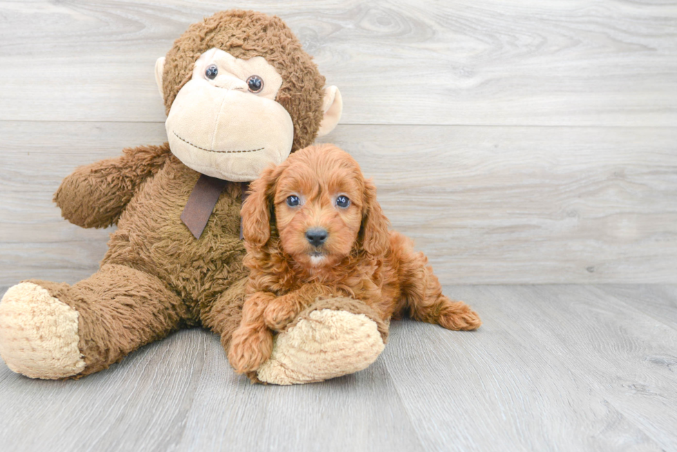 Adorable Golden Retriever Poodle Mix Puppy