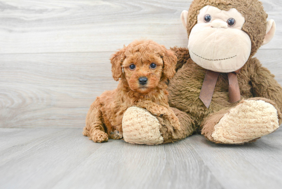 Popular Mini Goldendoodle Poodle Mix Pup