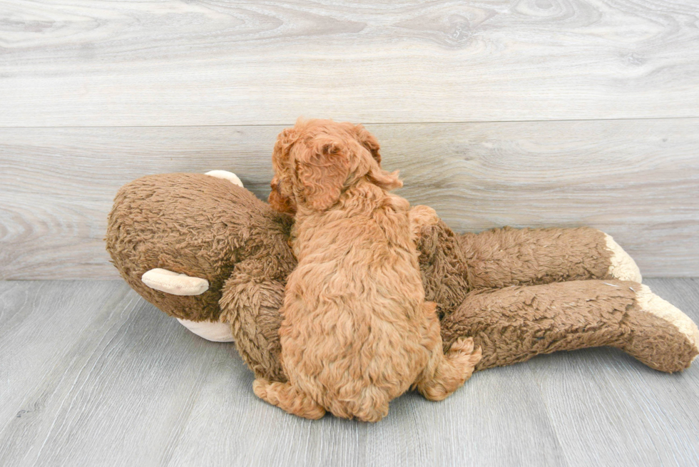 Cute Mini Goldendoodle Baby