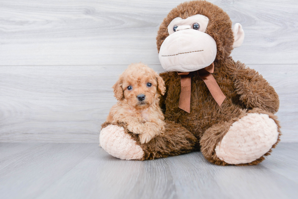 Mini Goldendoodle Puppy for Adoption