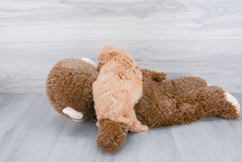 Friendly Mini Goldendoodle Baby