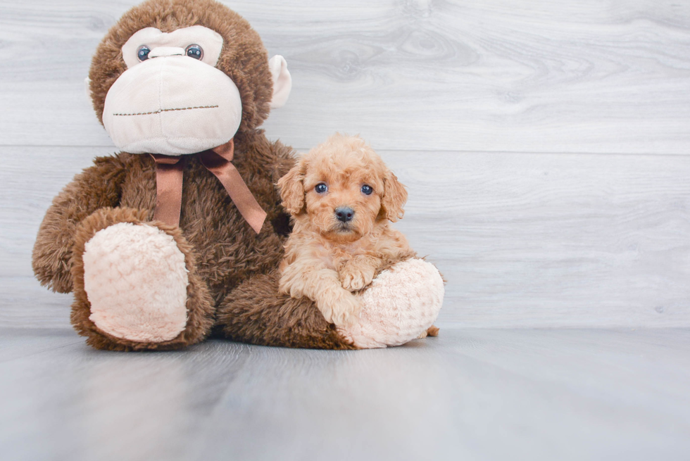 Energetic Golden Retriever Poodle Mix Puppy