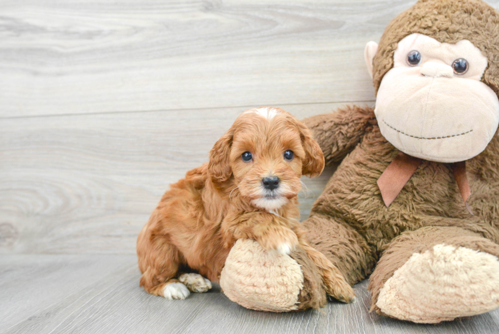 Mini Goldendoodle Puppy for Adoption