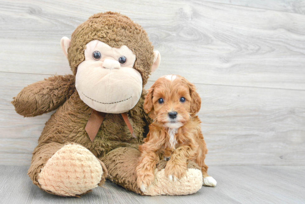 Friendly Mini Goldendoodle Baby