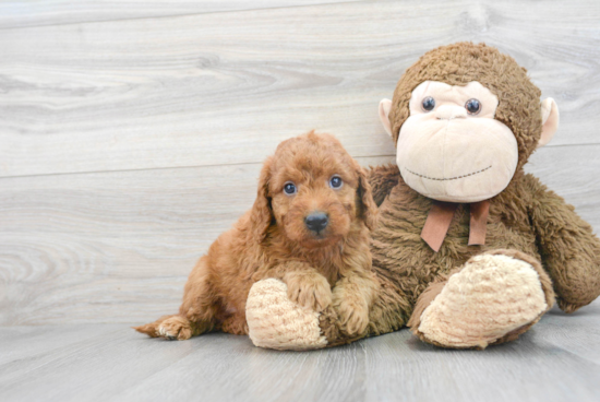 Mini Goldendoodle Pup Being Cute