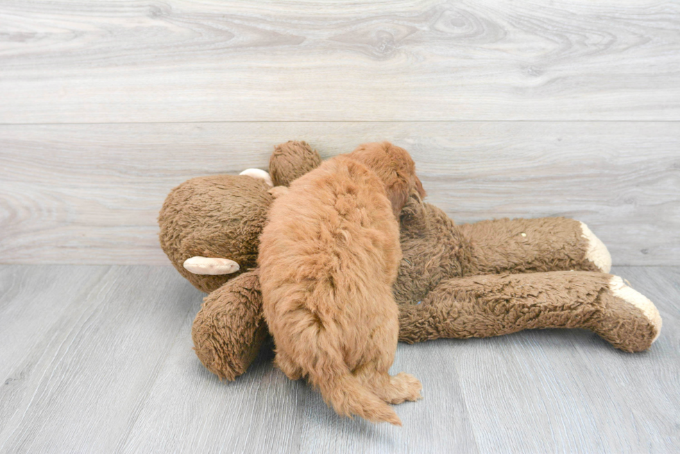 Fluffy Mini Goldendoodle Poodle Mix Pup