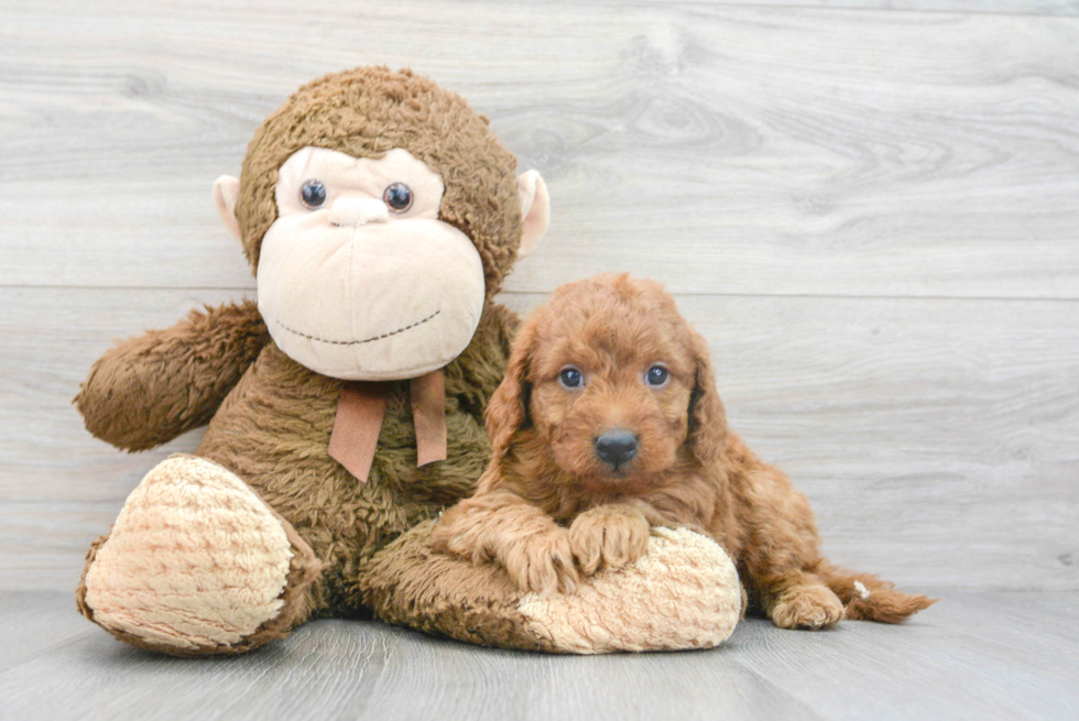 Mini Goldendoodle Pup Being Cute