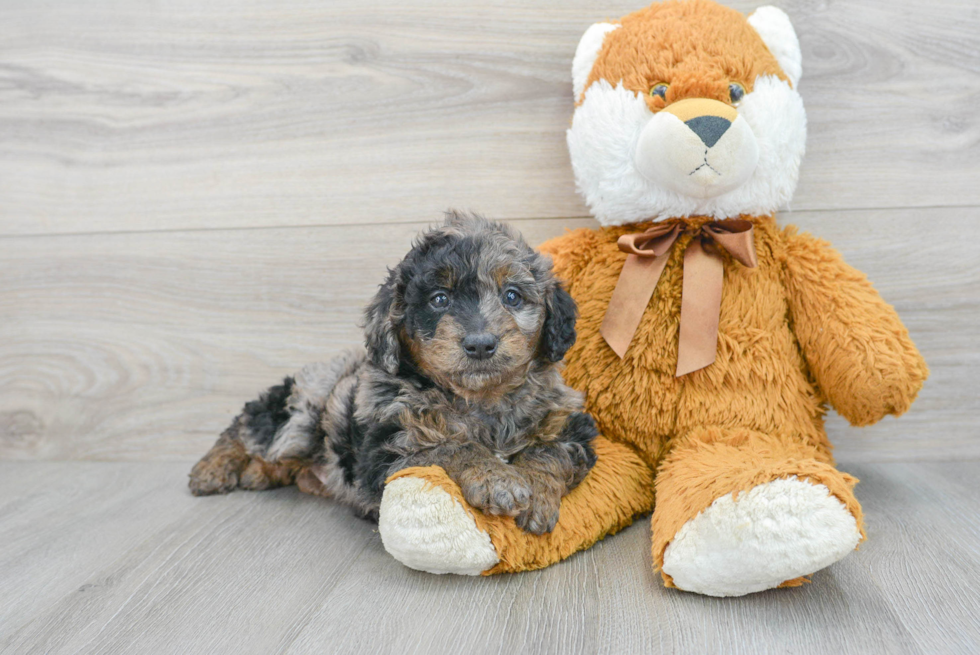 Hypoallergenic Golden Retriever Poodle Mix Puppy