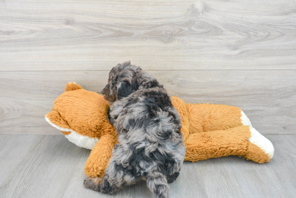 Mini Goldendoodle Pup Being Cute