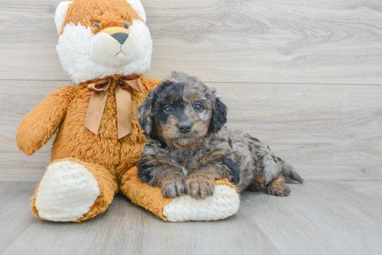 Best Mini Goldendoodle Baby