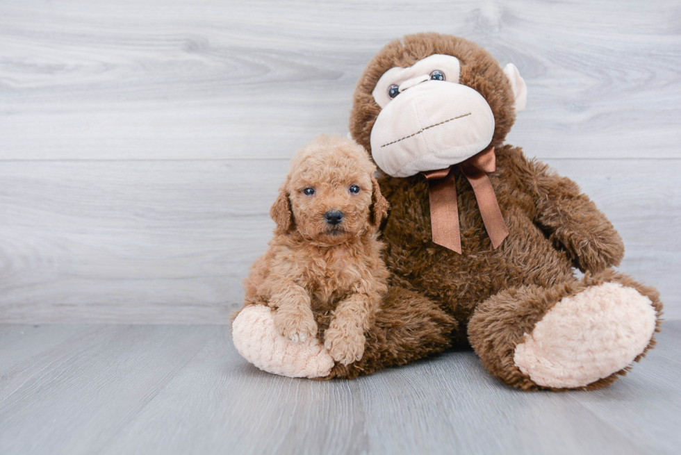 Best Mini Goldendoodle Baby