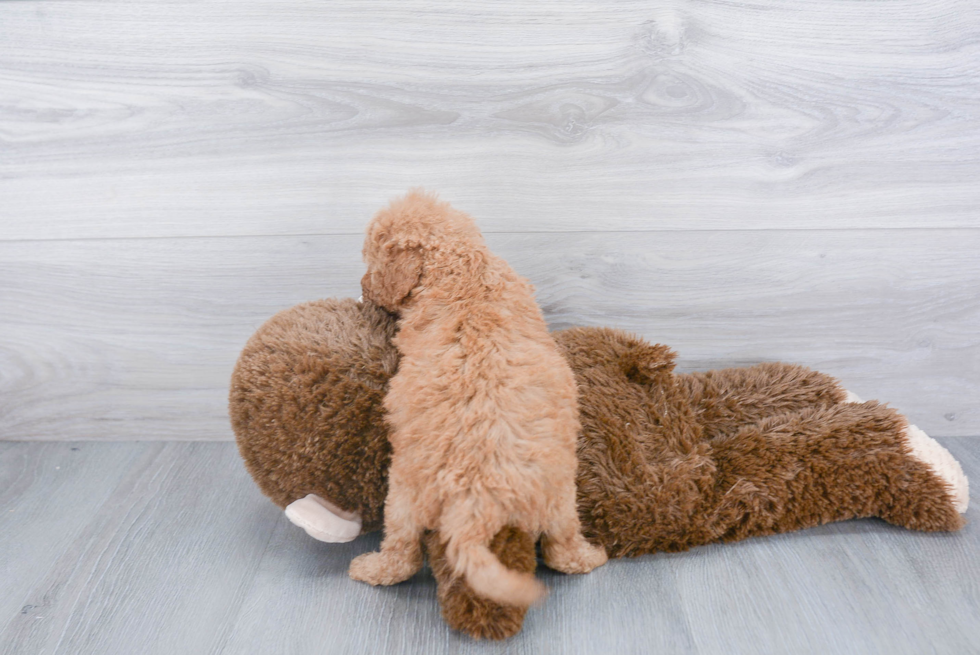 Best Mini Goldendoodle Baby