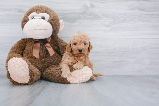 Mini Goldendoodle Puppy for Adoption