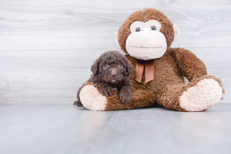 Best Mini Goldendoodle Baby