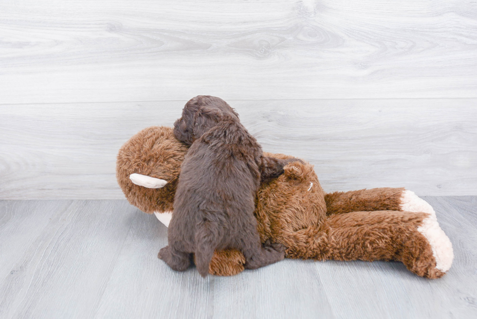 Cute Mini Goldendoodle Baby