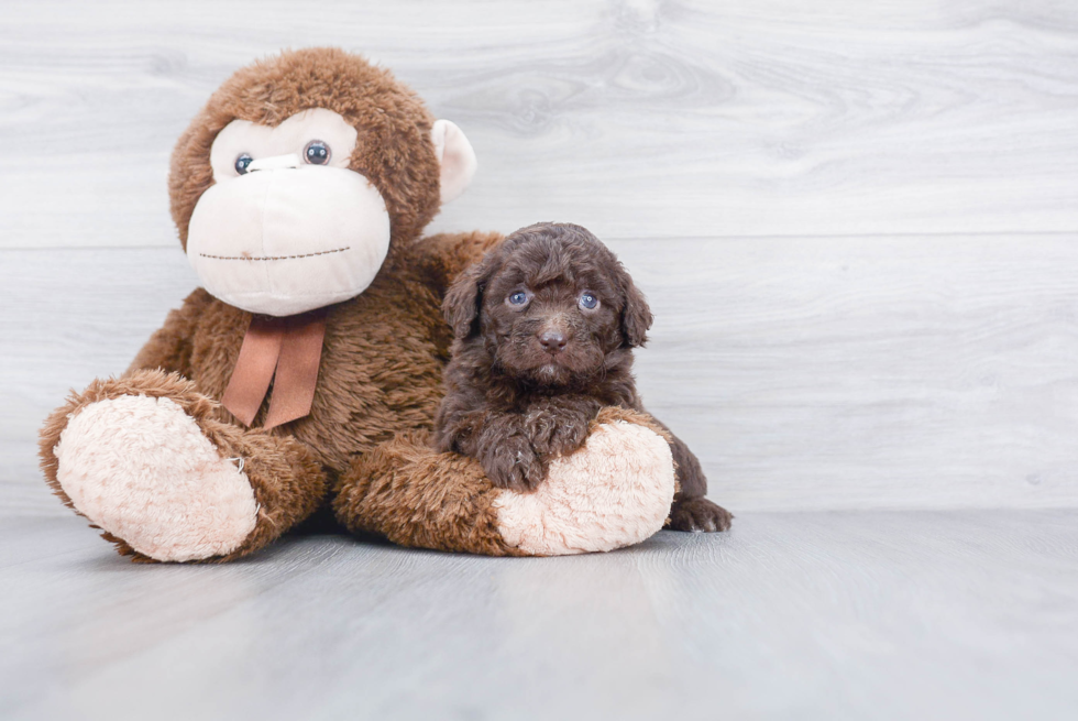 Small Mini Goldendoodle Baby