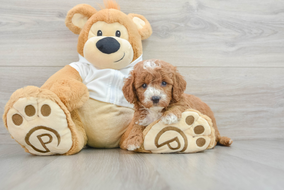 Little Mini Goldenpoo Poodle Mix Puppy