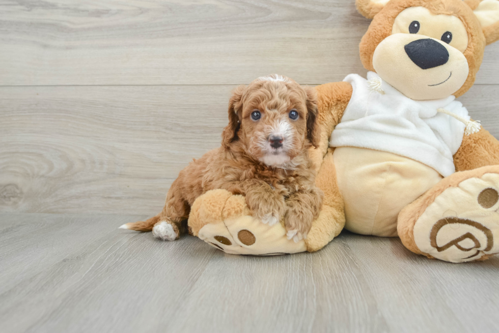 Hypoallergenic Mini Goldiepoo Poodle Mix Puppy