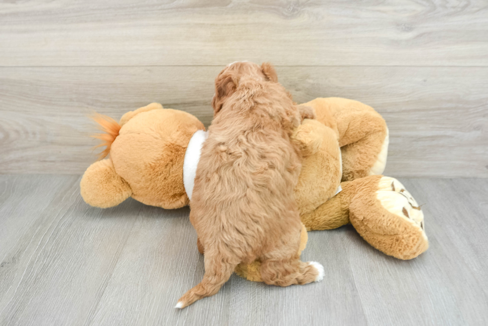 Happy Mini Goldendoodle Baby