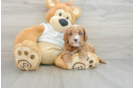 Mini Goldendoodle Puppy for Adoption