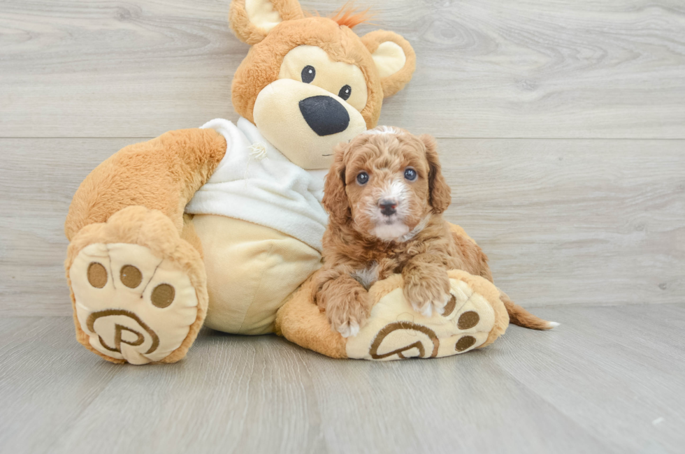 6 week old Mini Goldendoodle Puppy For Sale - Premier Pups