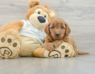 8 week old Mini Goldendoodle Puppy For Sale - Premier Pups