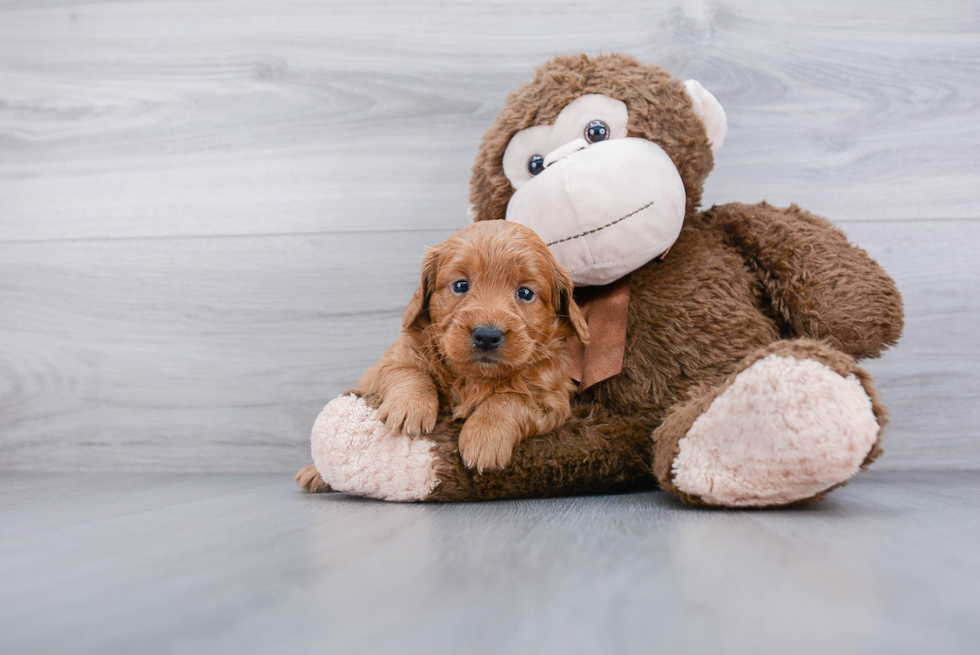 Mini Goldendoodle Pup Being Cute