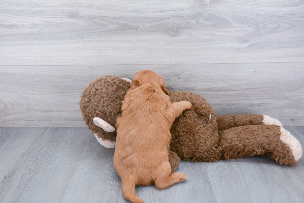 Smart Mini Goldendoodle Poodle Mix Pup