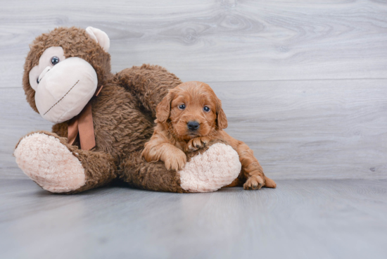 Friendly Mini Goldendoodle Baby