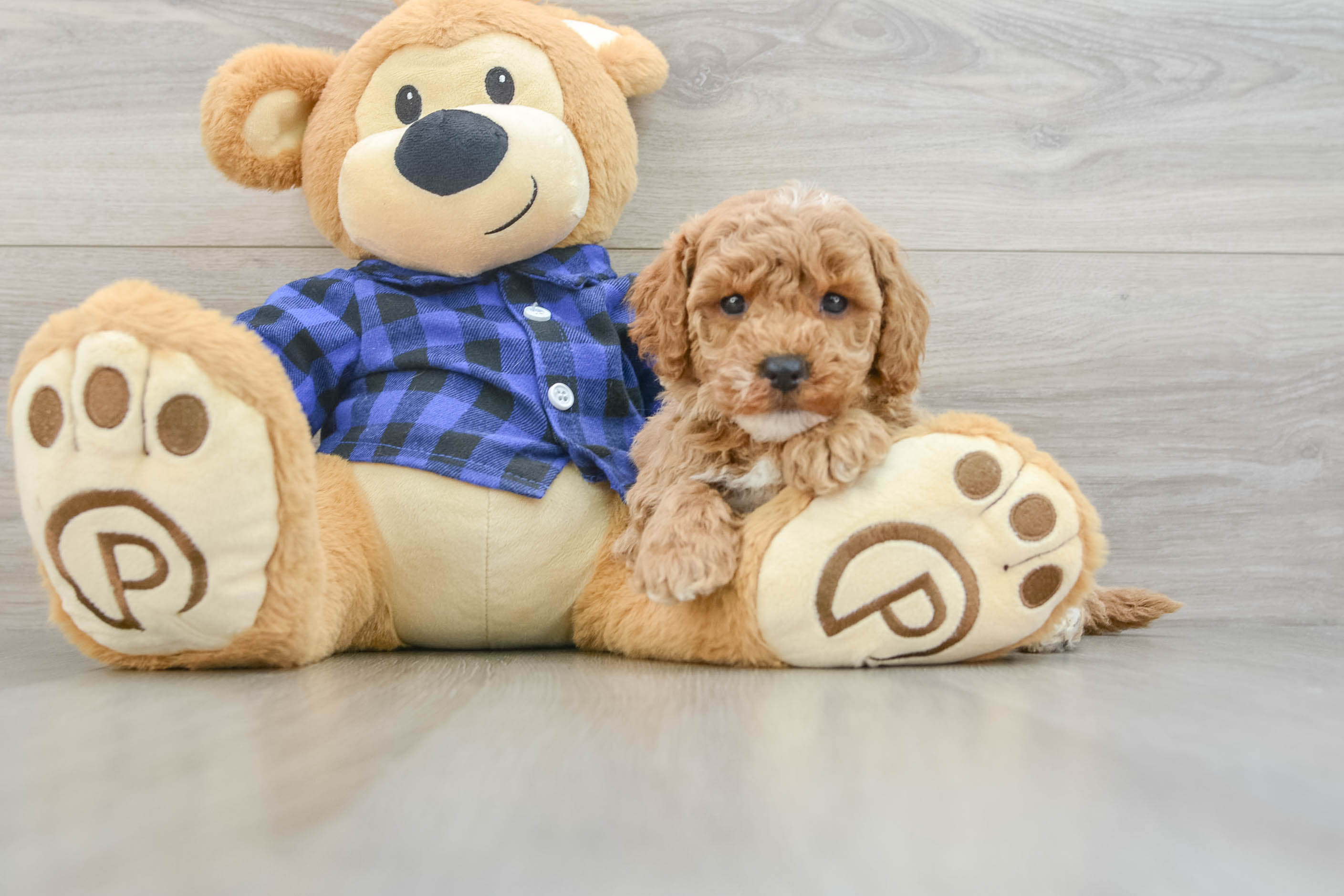 Popular Mini Goldendoodle Poodle Mix Pup