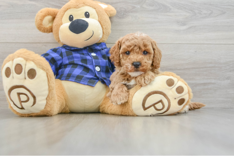 Popular Mini Goldendoodle Poodle Mix Pup