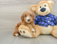 7 week old Mini Goldendoodle Puppy For Sale - Premier Pups