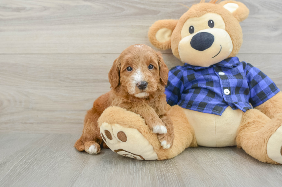 5 week old Mini Goldendoodle Puppy For Sale - Premier Pups