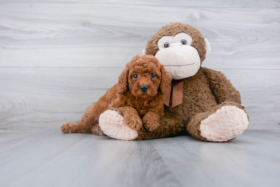 Best Mini Goldendoodle Baby